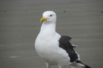 ailton's task image 1