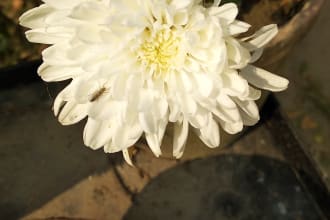 prasant's task image 3