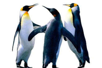 skhussain786's task image 2