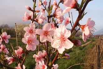 ginkgosoft's task image 4