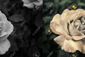 mauro22's task image 2