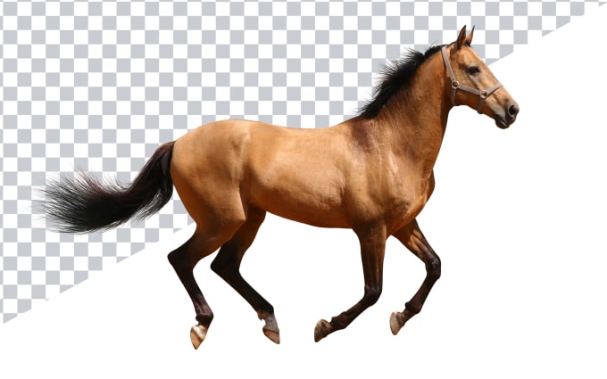 image slot