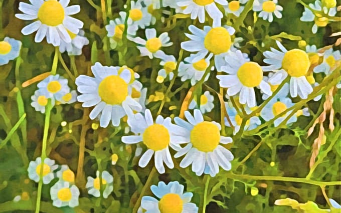 image slot