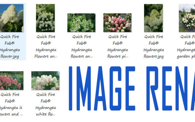 image slot