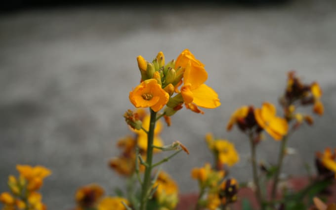 image slot