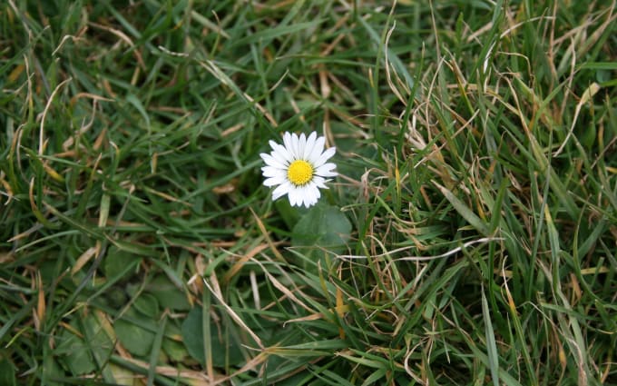 image slot