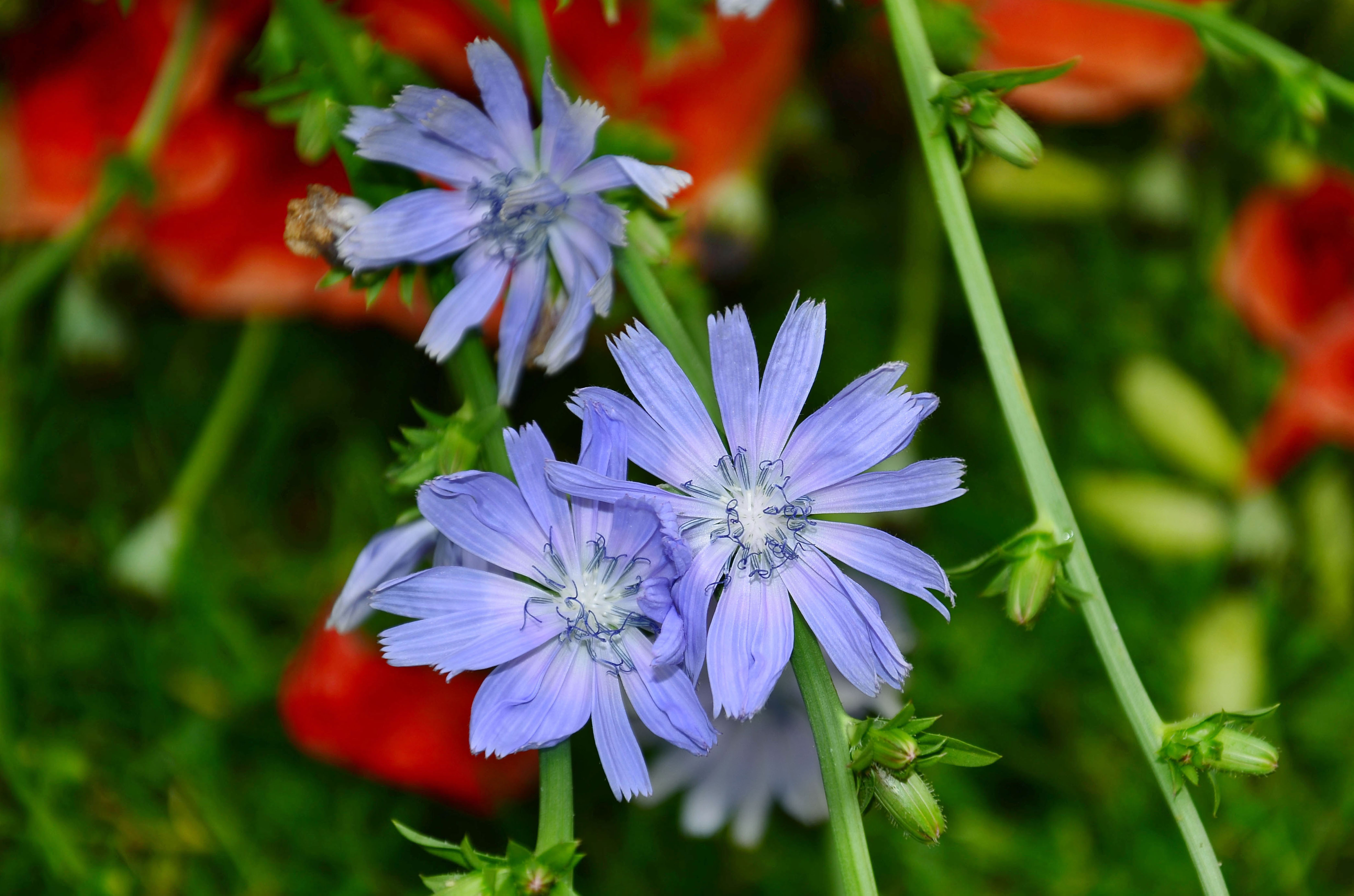 My best pictures of flowers from all seasons!